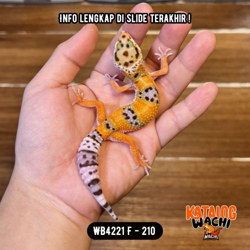 64 WB4221 F | Jeruk Cakep 🍊✨