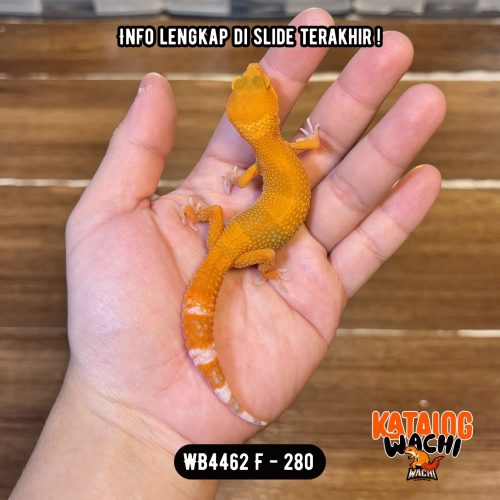 WB4462 F | Sunglow Cakep 😍🍊