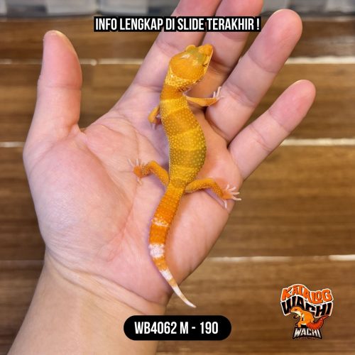 WB4062 M | Full Oyen Sejak Dini 🍊✨