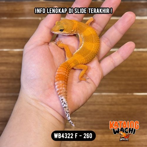 WB4322 F | Es Jeruk 🍊