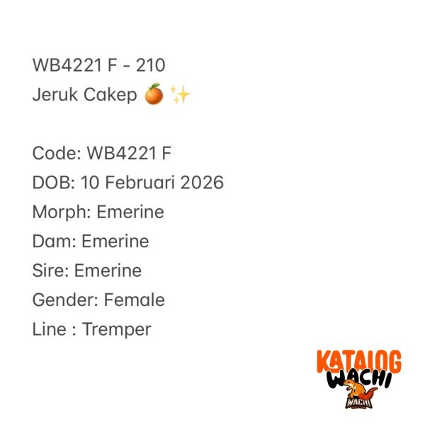 WB4221 F | Jeruk Cakep 🍊✨