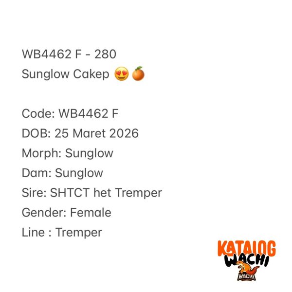 WB4462 F | Sunglow Cakep 😍🍊