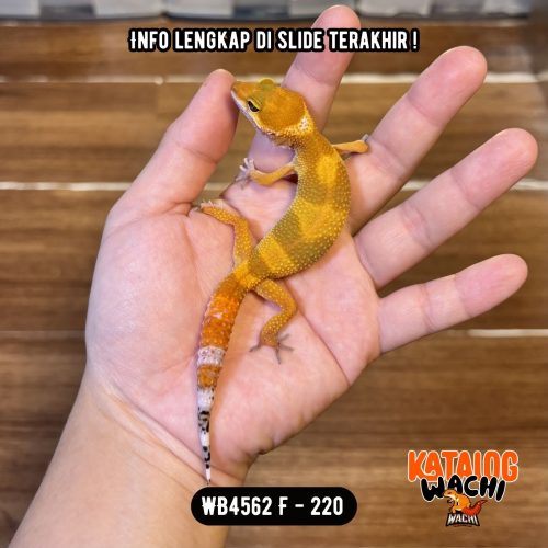 WB4562 F | Es Jeruk Classic 🍊👌🏻