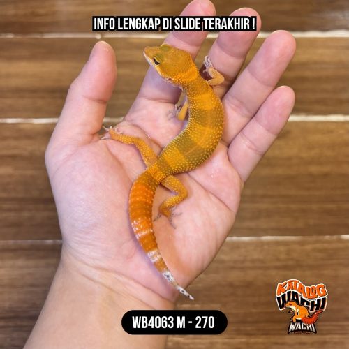 WB4063 M | Es Jeruk Cakep 🍊🔥