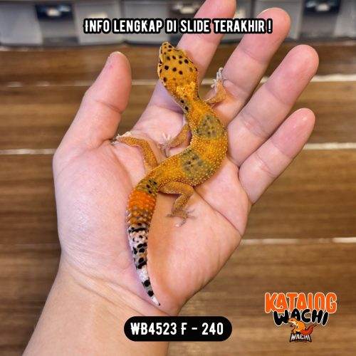 WB4523 F | Warna Ciamik ❤️🧡💚