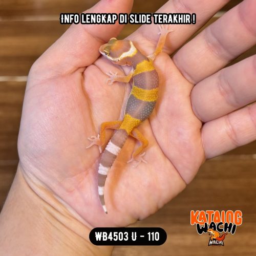 WB4503 U