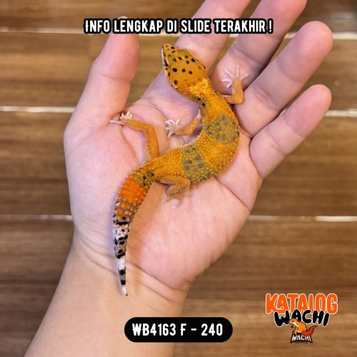70 WB4163 F | Warna Ciamik ❤️🧡💚