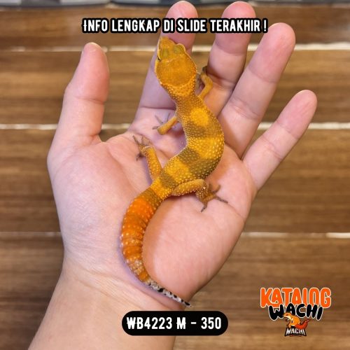 70 WB4223 M | Jeruk Ciamik 🍊✨