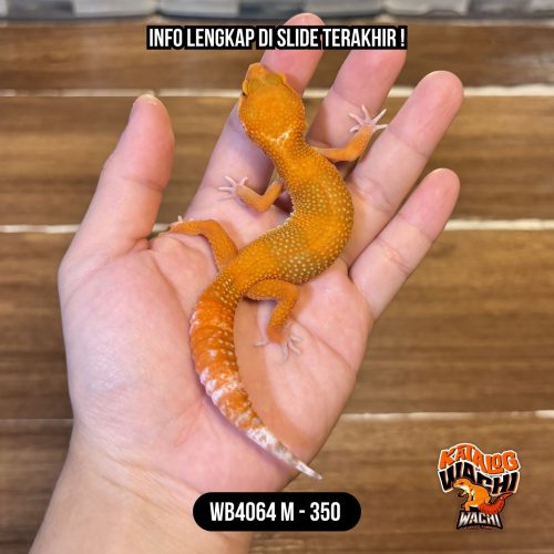 WB4064 M | Merah Sejak Dini 🥵🌶️