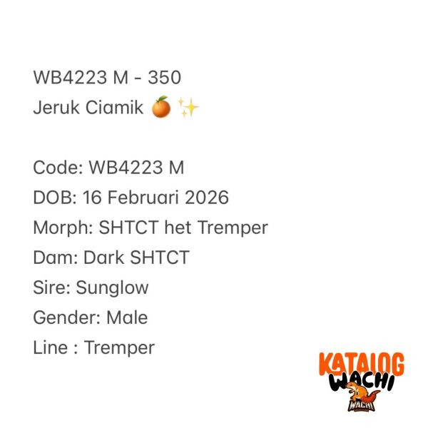 WB4223 M | Jeruk Ciamik 🍊✨