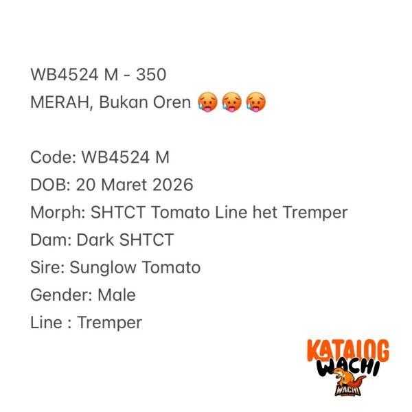 WB4524 M | MERAH, Bukan Oren 🥵🥵🥵