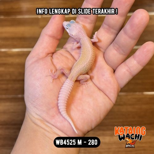 WB4525 M | Full Putih 🤍✨