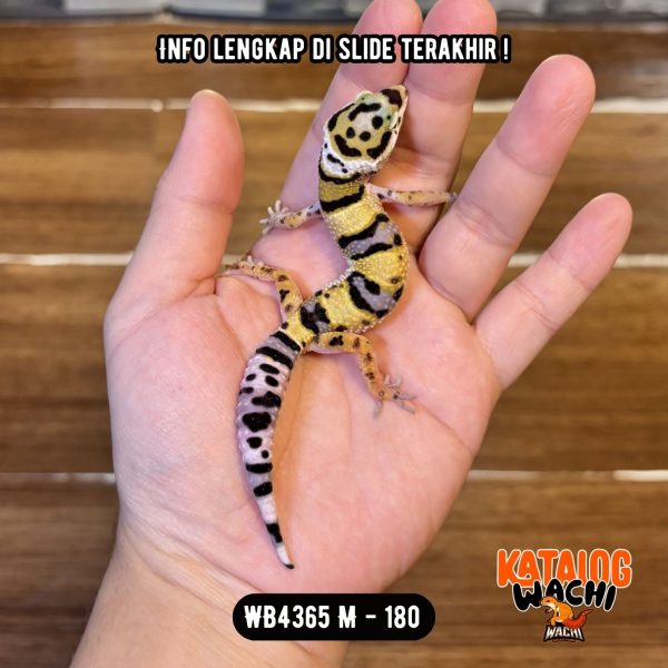 WB4365 M | Pattern Tebel 😎👊🏻