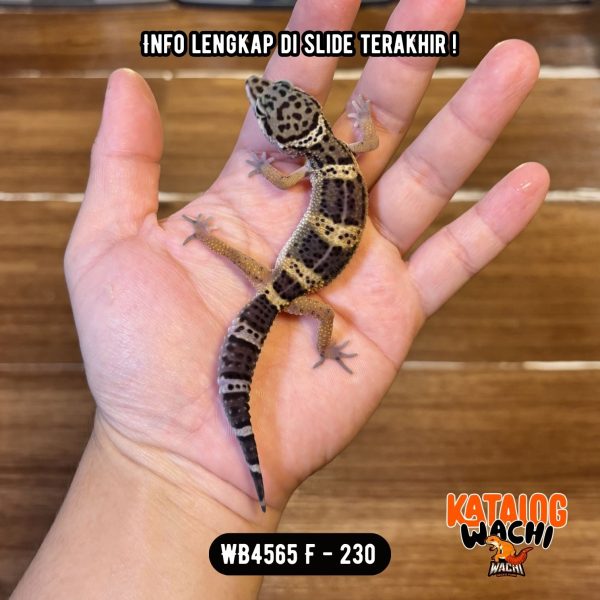 WB4565 F | Ireng Murmer 😁🖤✨