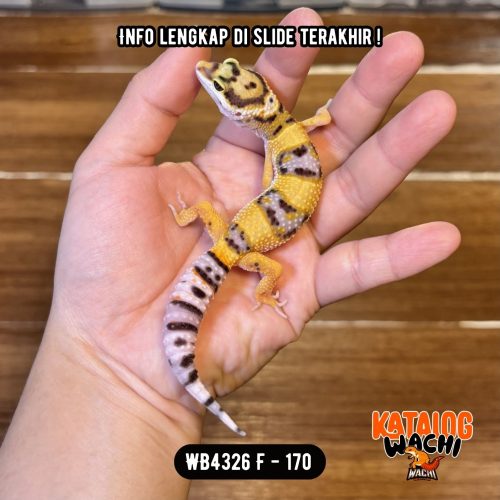 WB4326 F