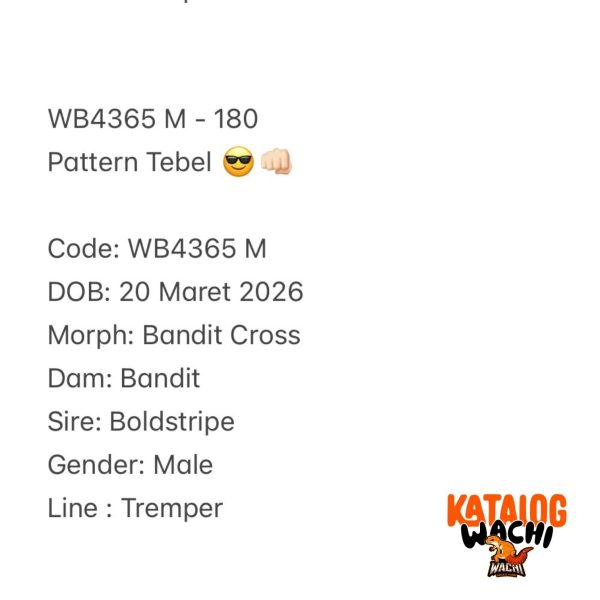 WB4365 M | Pattern Tebel 😎👊🏻