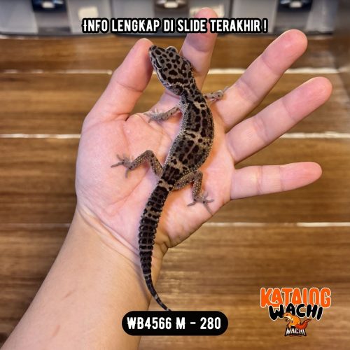 WB4566 M | Ireng 🖤✨