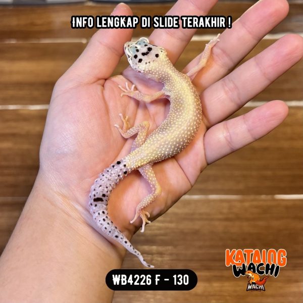 WB4226 F