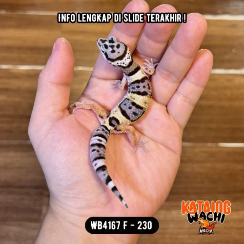 82 WB4167 F | Cookies Cakep 🖤🤍✨