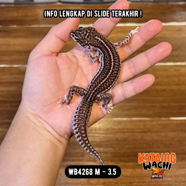 WB4268 M | Super Spesial, Senyum2 TOOTHLESS 🖤✨ Mata Full Hitam ⚫️👅⚫️
