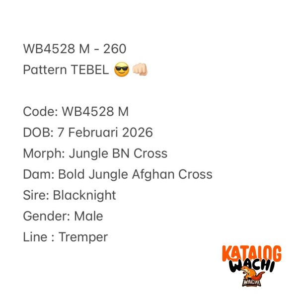 WB4528 M | Pattern TEBEL 😎👊🏻