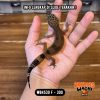 WB4530 F | Jeruk Versi Ireng 🍊🖤