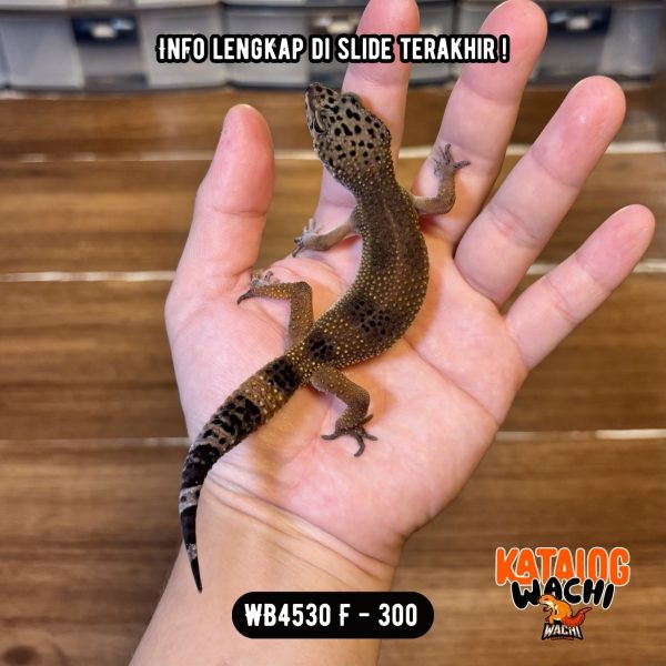WB4530 F | Jeruk Versi Ireng 🍊🖤