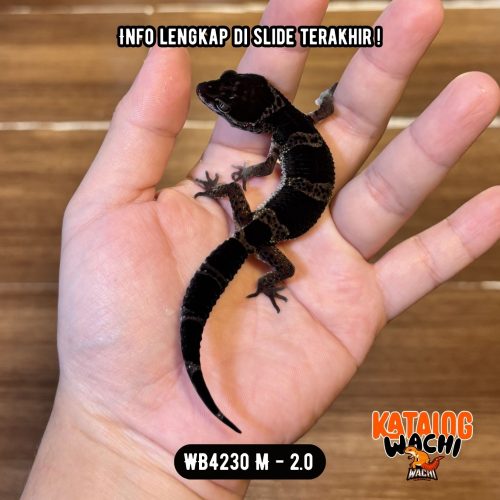 91 WB4230 M | Toothless in Real Life 🖤✨