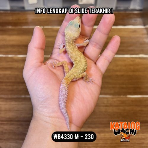 WB4330 M | RARE MORPH! 🤯 Line Rainwater ⛈️