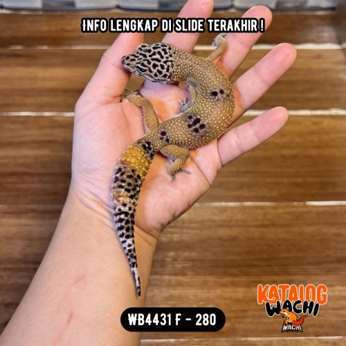 WB4431 F | Ovulasi, Siap Kawin 👌🏻