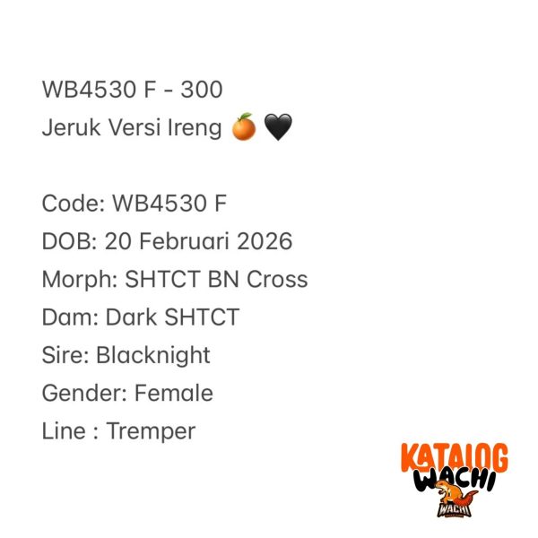 WB4530 F | Jeruk Versi Ireng 🍊🖤