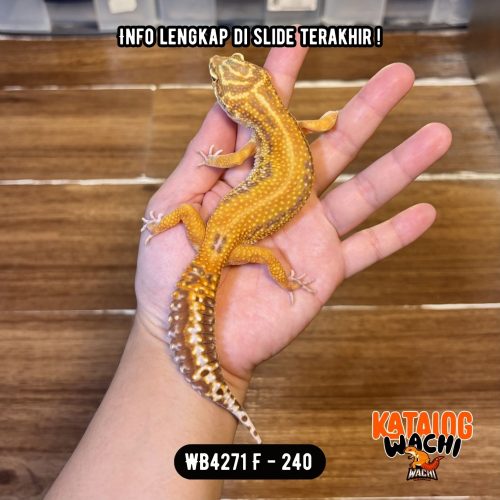 WB4271 F | Ovulasi, Siap Kawin 👌🏻