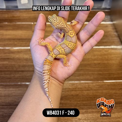 WB4031 F | Ovulasi, Siap Kawin 👌🏻