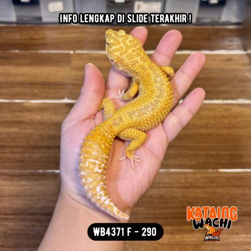 WB4371 F | GENDUT KEKAR 💪🏻