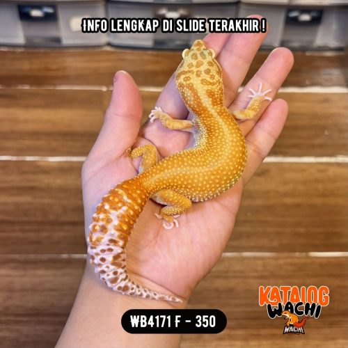 94 WB4171 F | Gendut Cuy 🤯 Ovulasi Ringan 👌🏻