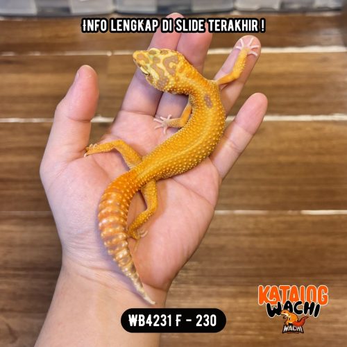 94 WB4231 F | Ovulasi, Siap Kawin 👌🏻