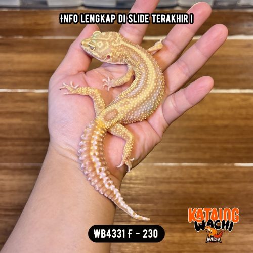 WB4331 F