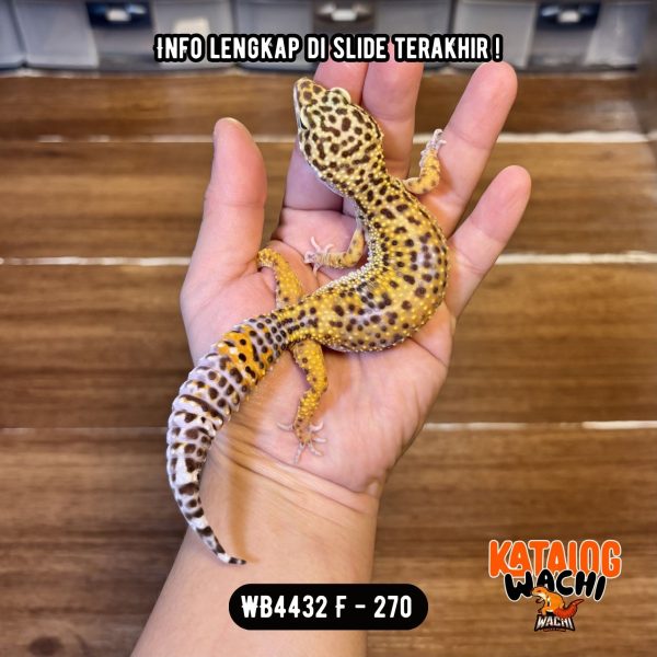 WB4432 F | Ovulasi, Siap Kawin 👌🏻