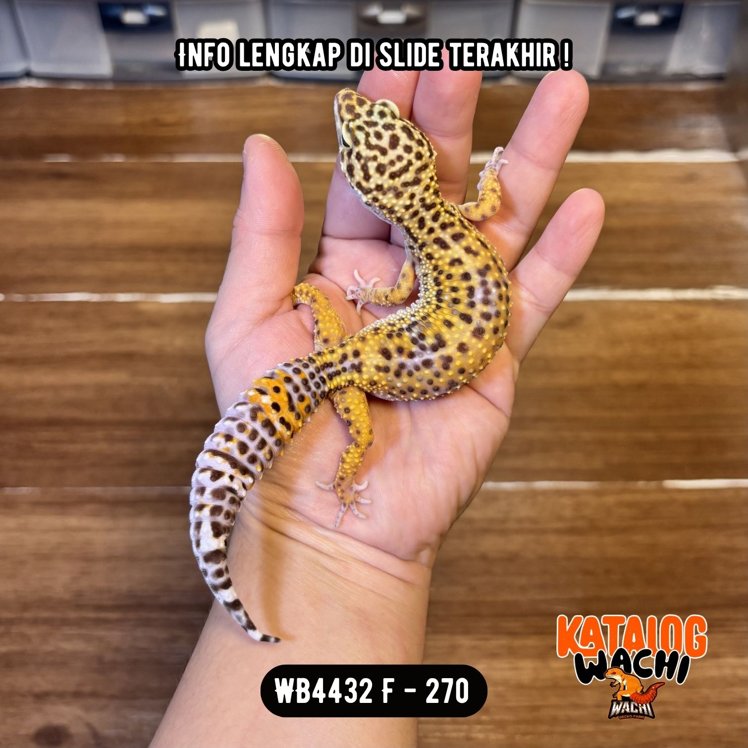 WB4432 F | Ovulasi, Siap Kawin 👌🏻