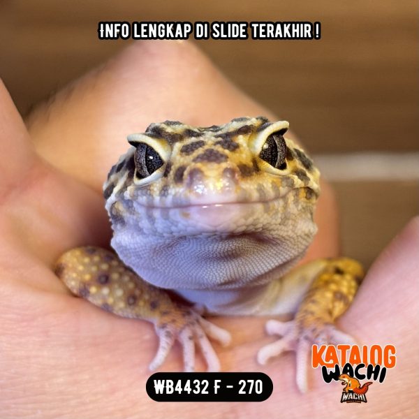WB4432 F | Ovulasi, Siap Kawin 👌🏻