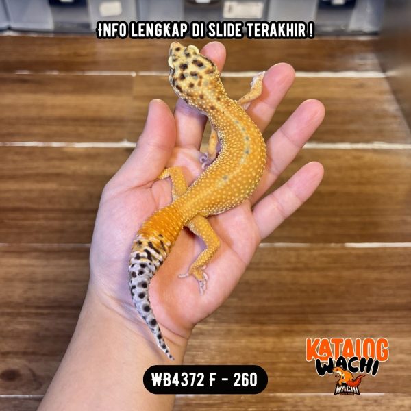 WB4372 F | Ovulasi, Siap Kawin 👌🏻