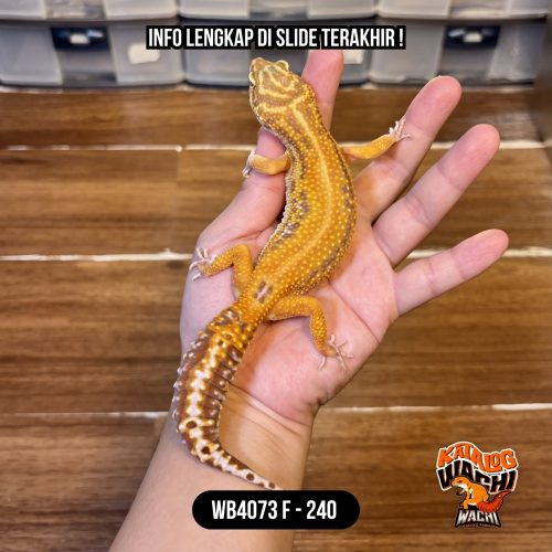 WB4073 F | Ovulasi, Siap Kawin 👌🏻