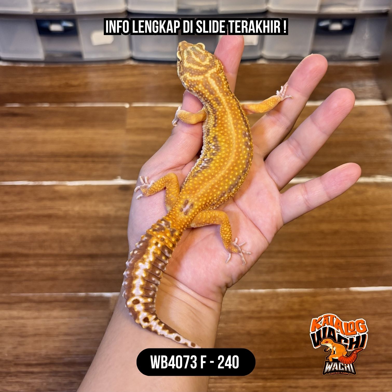 WB4073 F | Ovulasi, Siap Kawin 👌🏻