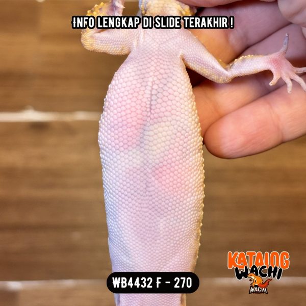 WB4432 F | Ovulasi, Siap Kawin 👌🏻