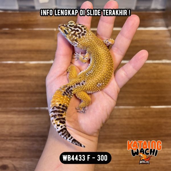 WB4433 F | GENDUTTTT 😆