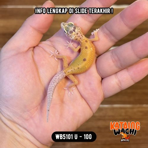 WB5101 U | Unik Sekali ✨