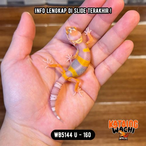 WB5144 U | Baby Lavender 🧡🤍