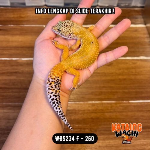 WB5234 F | Ovulasi, Siap Kawin 👌🏻