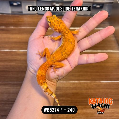 103 WB5274 F | Ovulasi, Siap Kawin 👌🏻