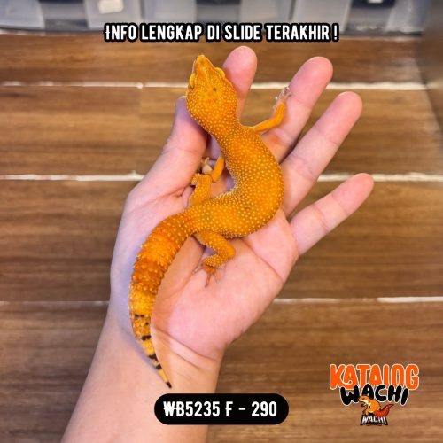 WB5235 F | Ovulasi, Siap Kawin 👌🏻